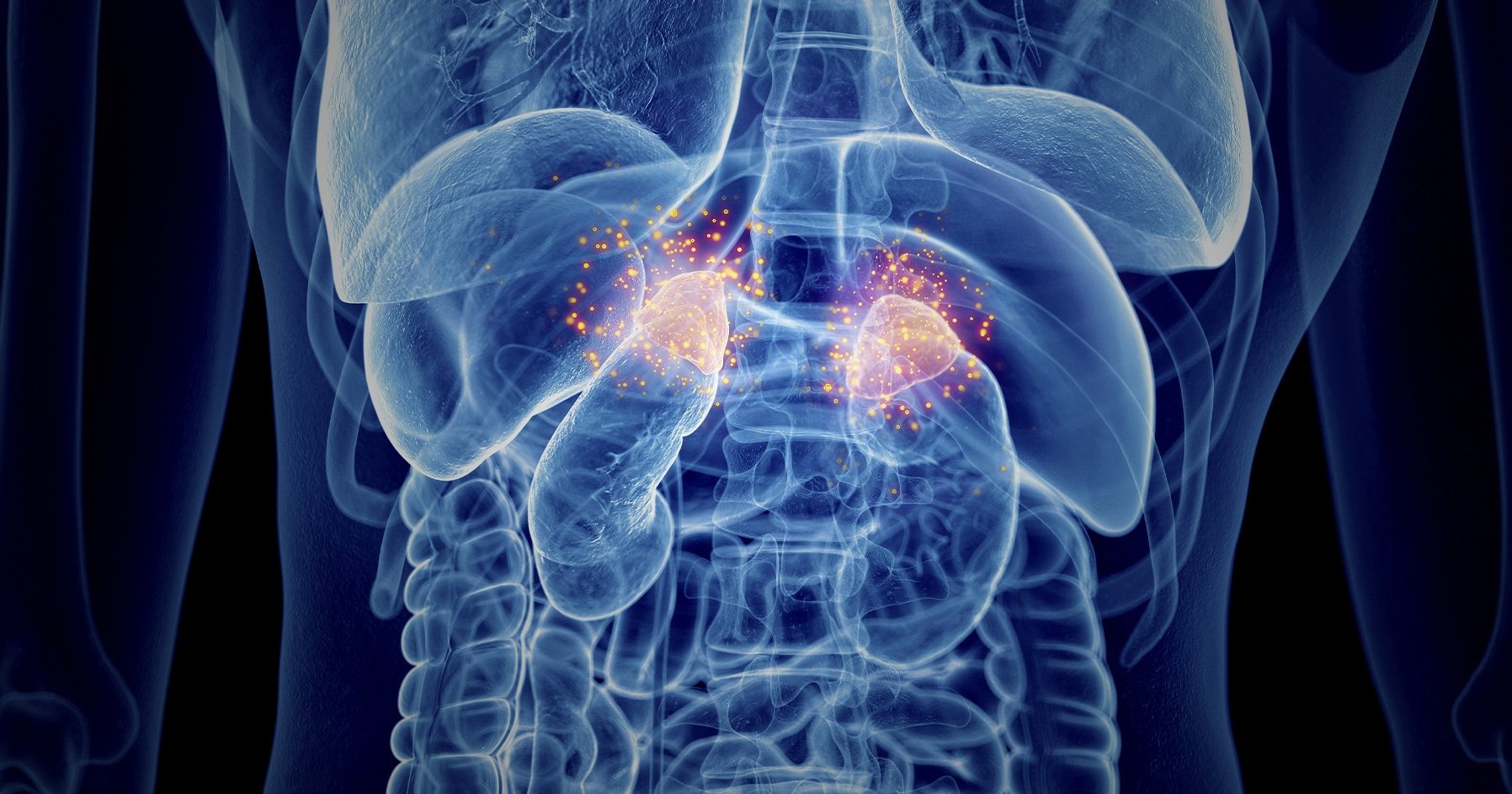 副腎疲労は嘘?医学的事実と腎虚の違い｜鍼灸師が解説