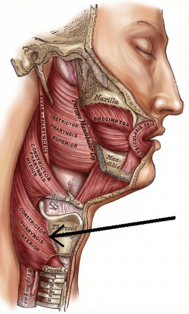 ゲップが出せない人へ｜甲田式セルフケアを鍼灸師が実演解説
