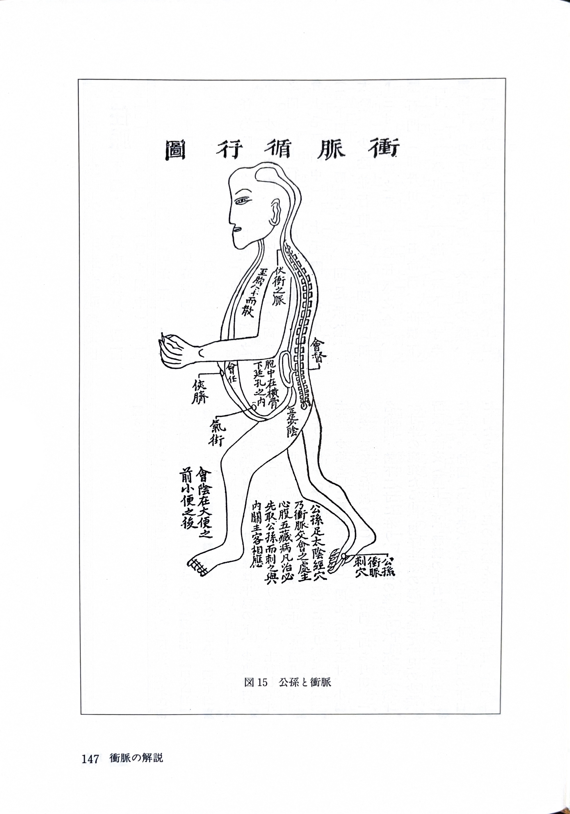 肩こり・頭痛｜ディープフロントラインと伏衝の脈への鍼灸｜池田市