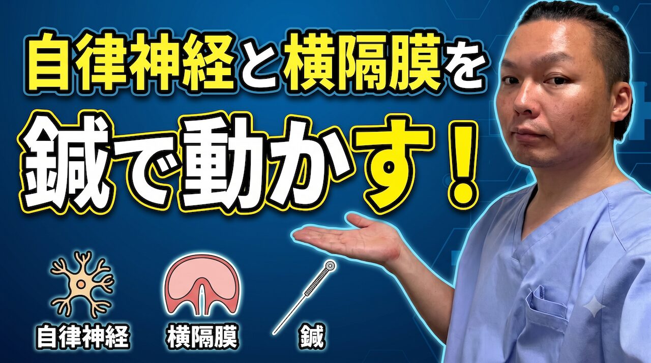 【横隔膜刺鍼】原因不明の動悸は横隔膜が鍵｜木もれび鍼灸院